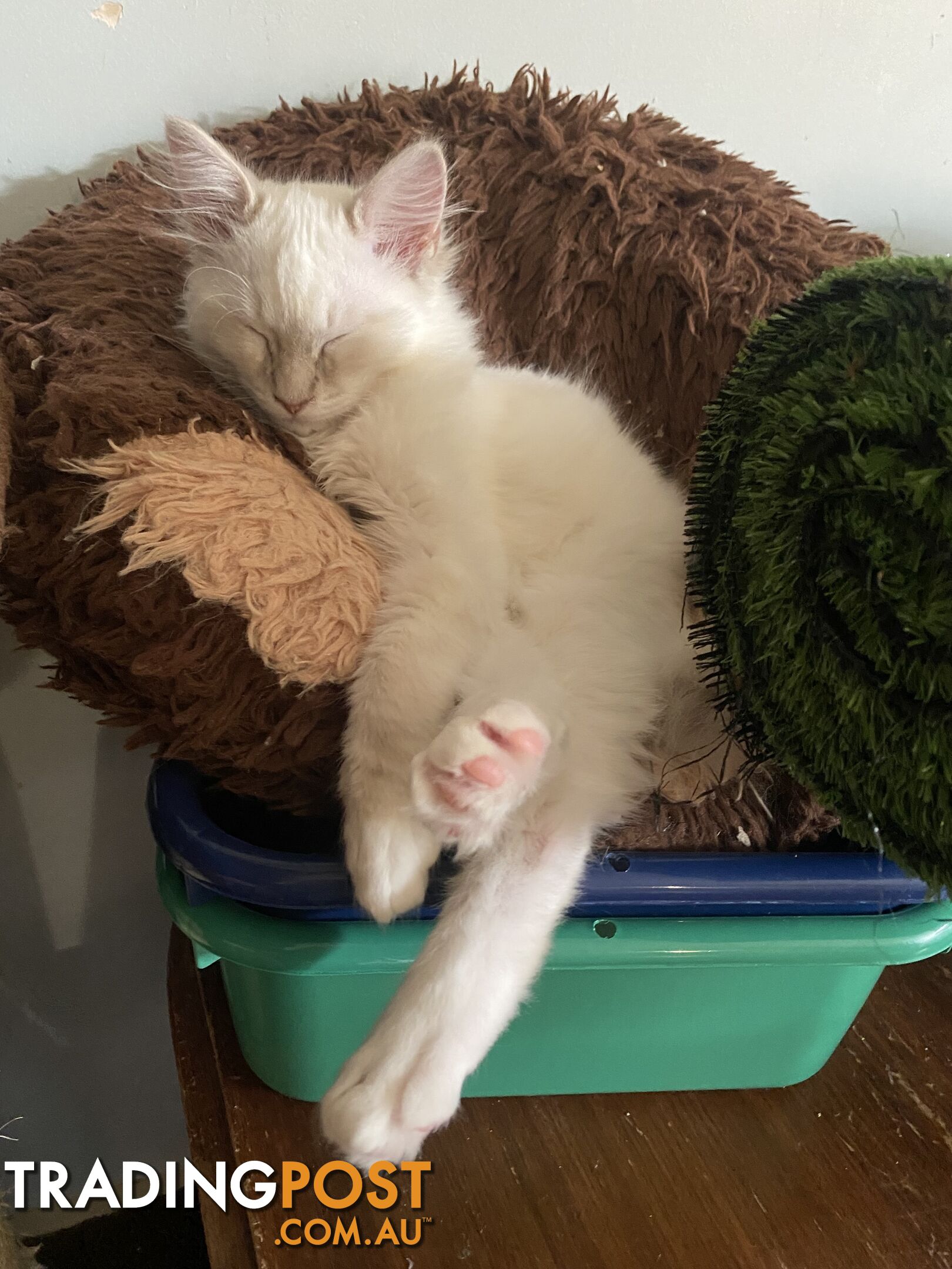 Beautifully Coloured Ragdoll Kittens 🐱 (TWO SOLD)