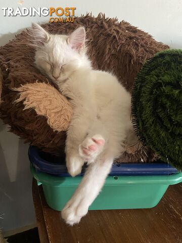 Beautifully Coloured Ragdoll Kittens 🐱 (TWO SOLD)