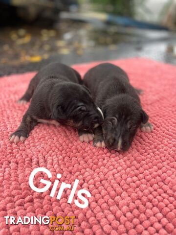 Bullterrier pups