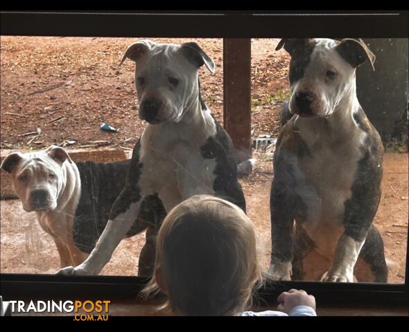 American Bulldogs - Brindle