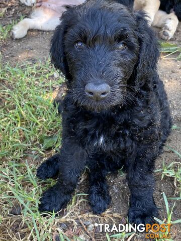 Wolfadoodle puppies (Irish Wolfhound x Standard Poodle)