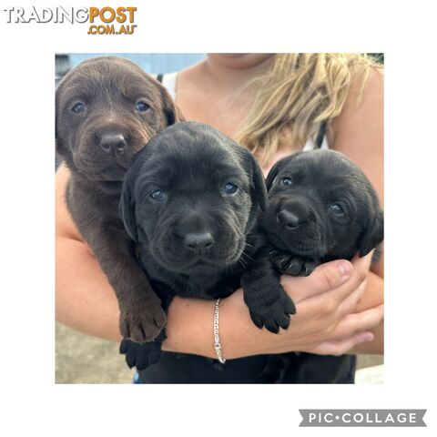 Pure Bred Labradors puppies