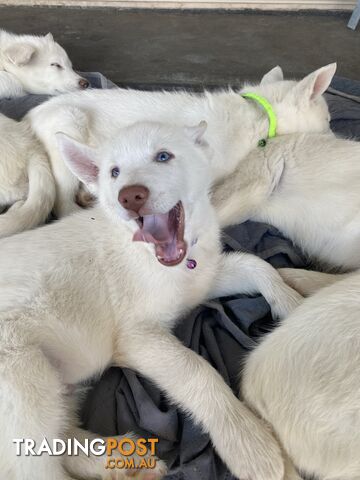 **4 left** White purebred Siberian Husky Puppies