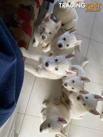 Siberian Husky Puppies