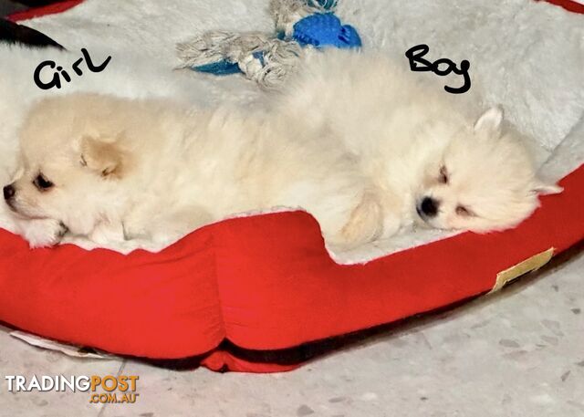 Pomeranian Puppies