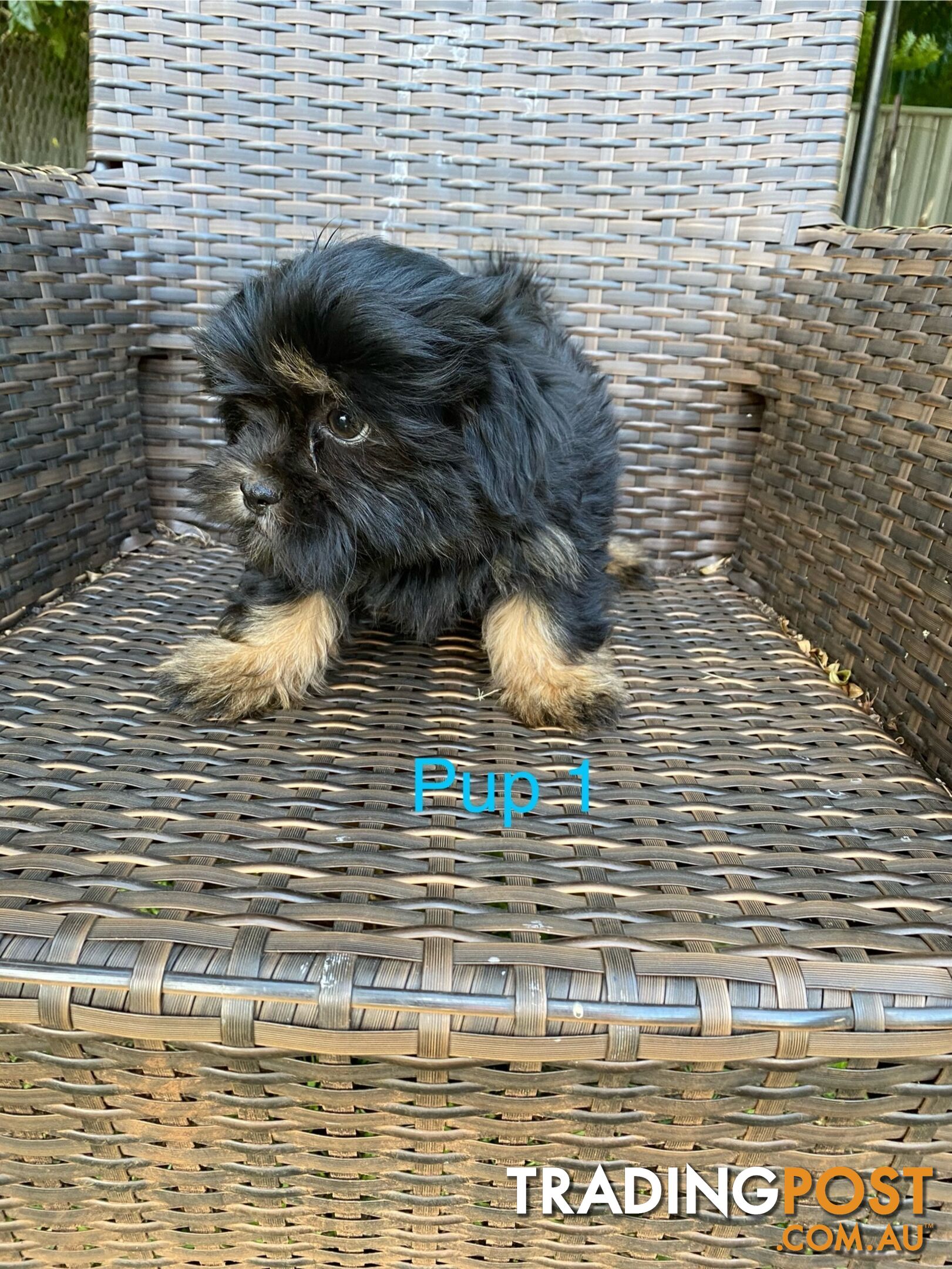 Maltese x Shih Tzu