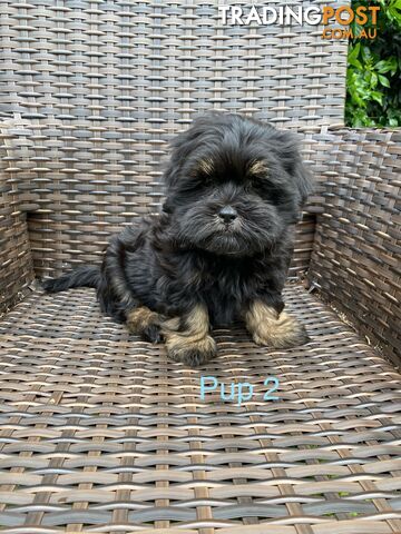 Maltese x Shih Tzu