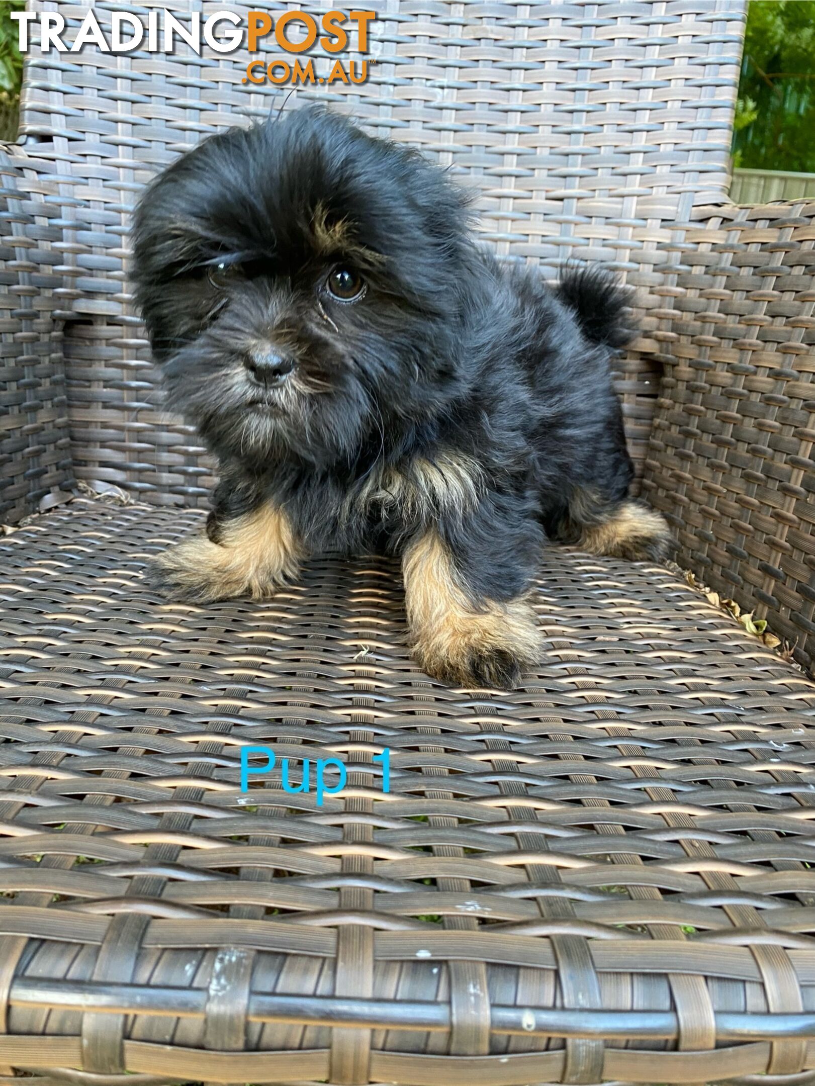 Maltese x Shih Tzu