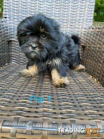 Maltese x Shih Tzu