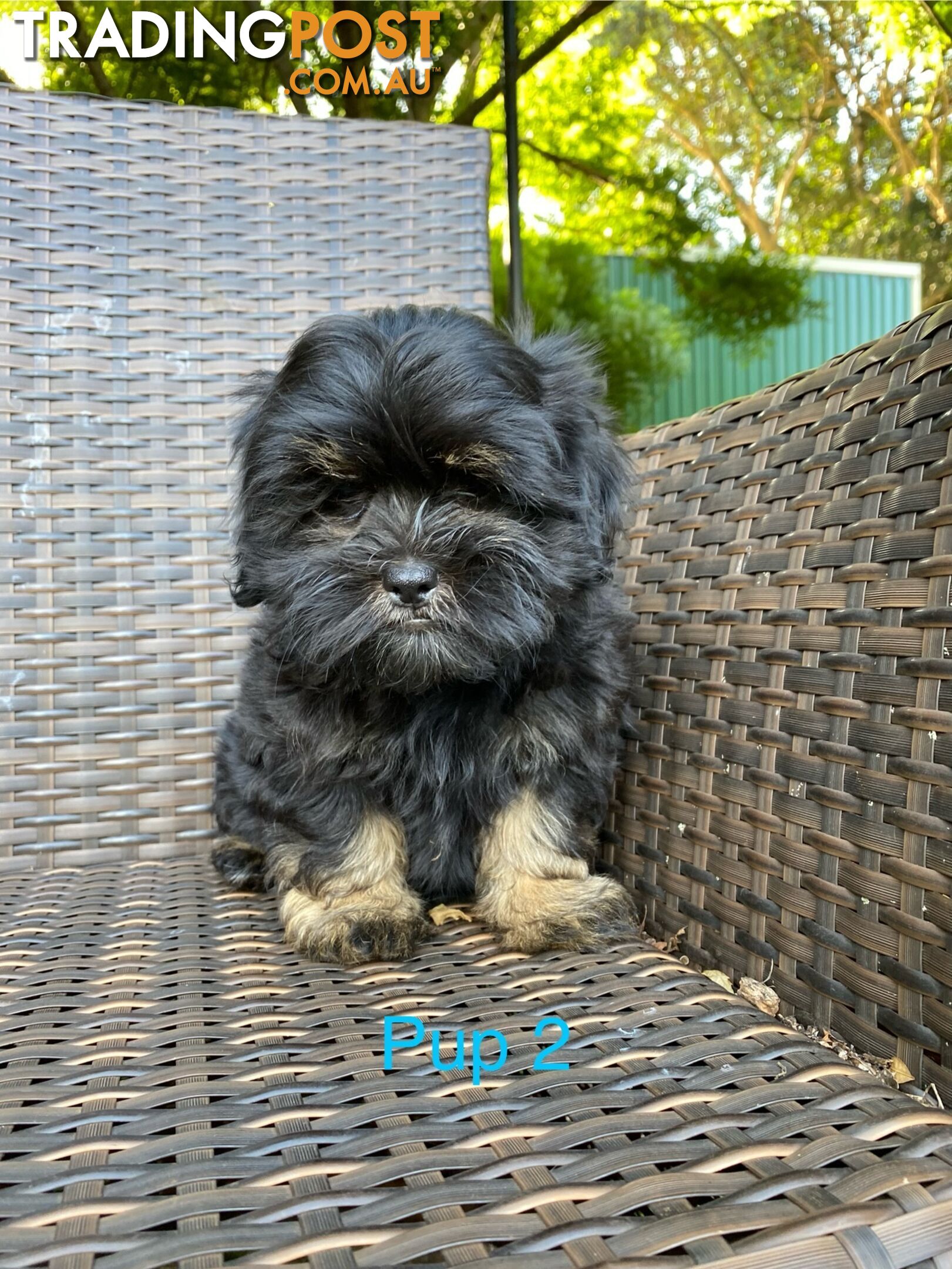 Maltese x Shih Tzu