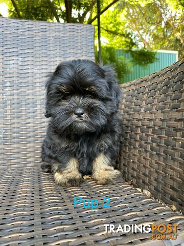 Maltese x Shih Tzu