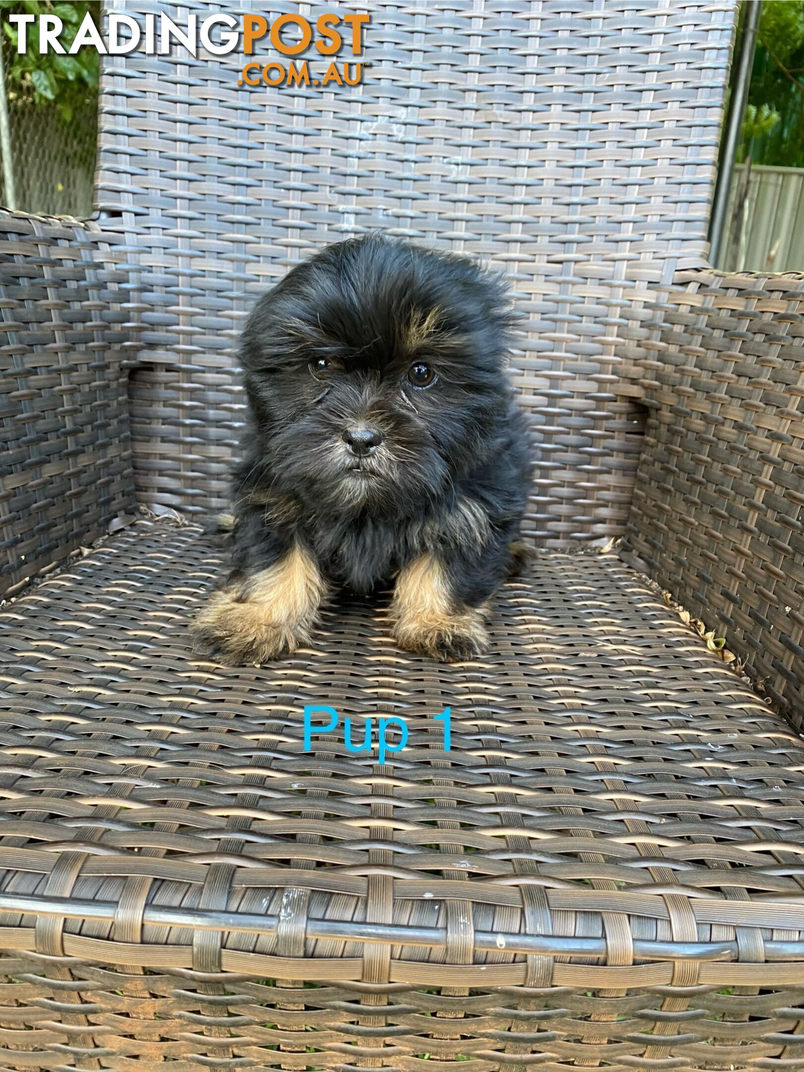 Maltese x Shih Tzu