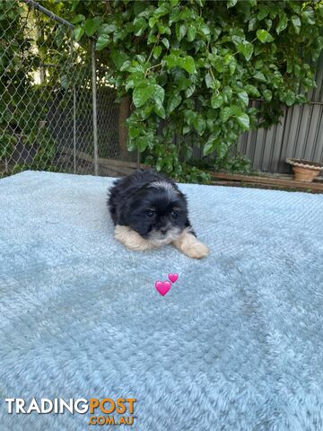 Maltese x Shih Tzu