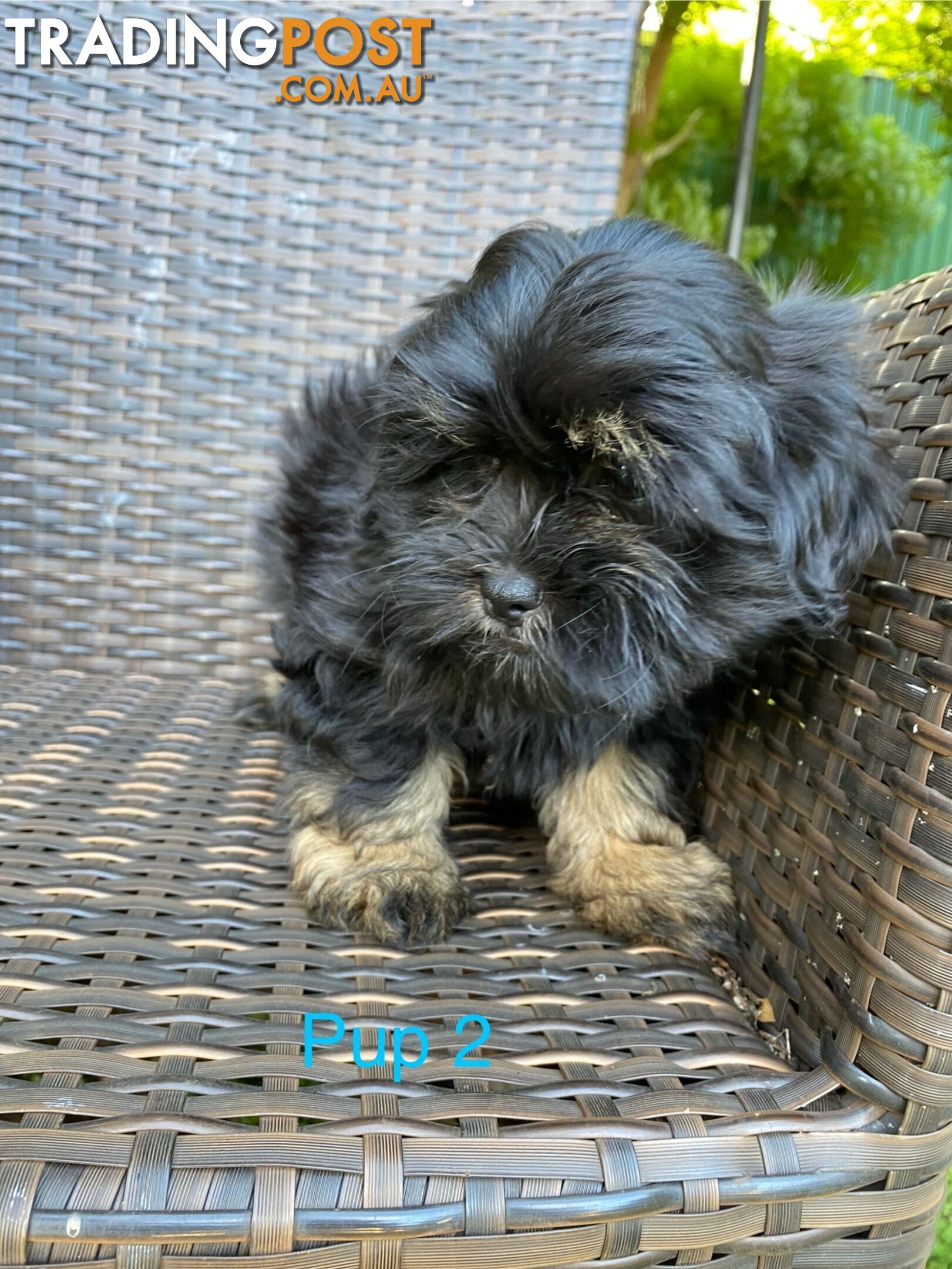 Maltese x Shih Tzu