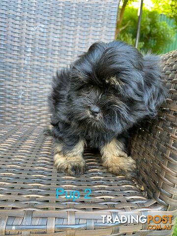 Maltese x Shih Tzu