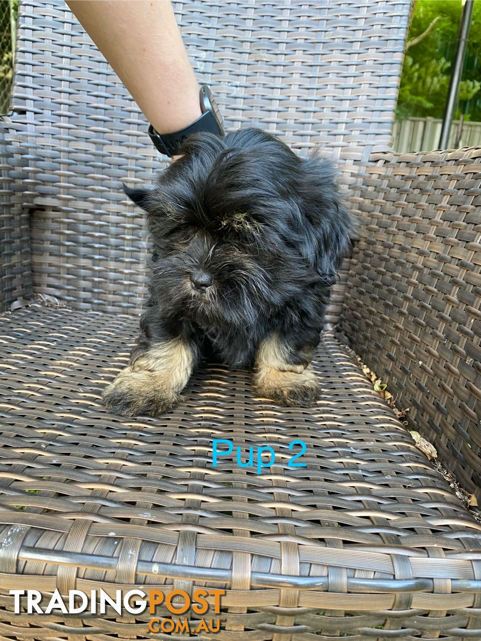 Maltese x Shih Tzu