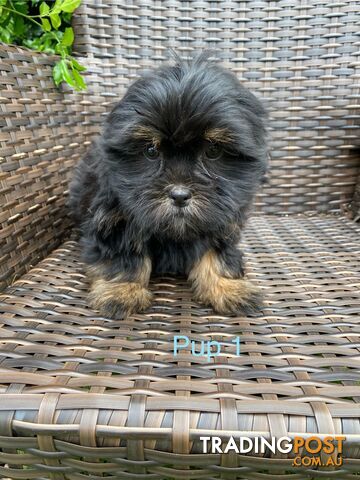 Maltese x Shih Tzu