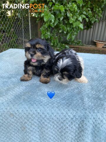 Maltese x Shih Tzu