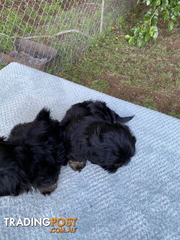 Maltese x Shih Tzu