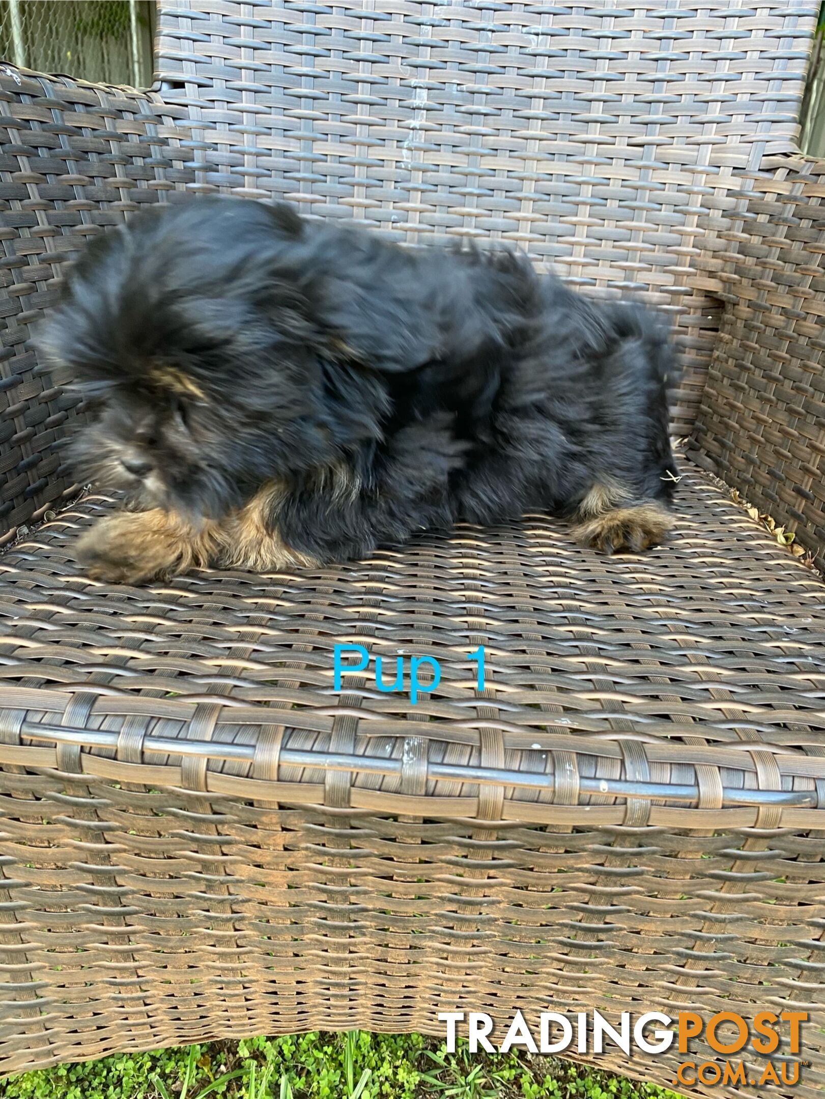 Maltese x Shih Tzu