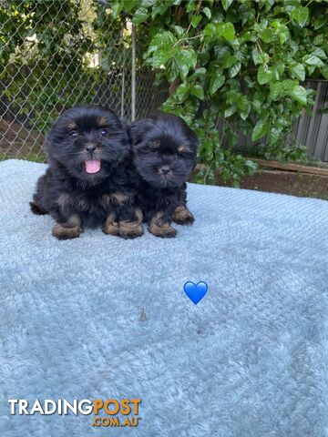 Maltese x Shih Tzu