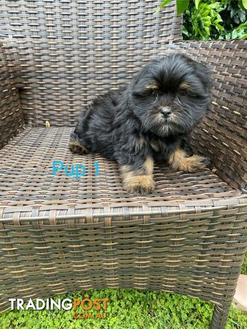 Maltese x Shih Tzu