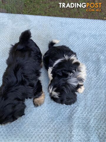 Maltese x Shih Tzu