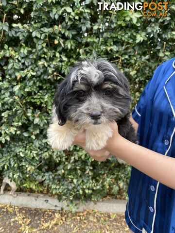 Maltese x Shih Tzu