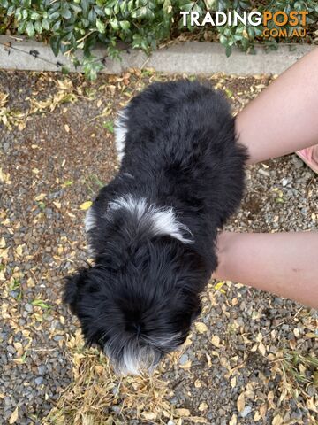 Maltese x Shih Tzu