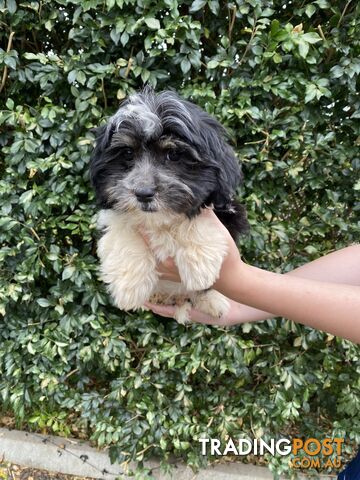 Maltese x Shih Tzu