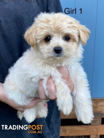 Chihuahua x Maltese/Shih Tzu