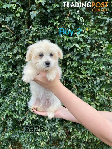 Chihuahua x Maltese/Shih Tzu