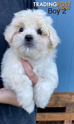 Chihuahua x Maltese/Shih Tzu