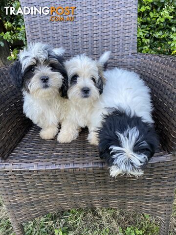 Trading post sales shih tzu