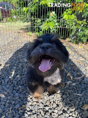 Maltese x Shih Tzu