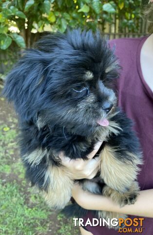 Maltese x Shih Tzu