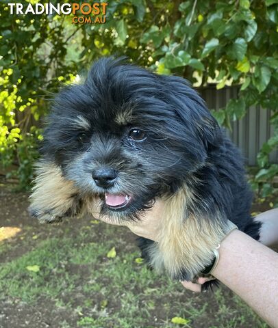 Maltese x Shih Tzu