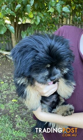 Maltese x Shih Tzu