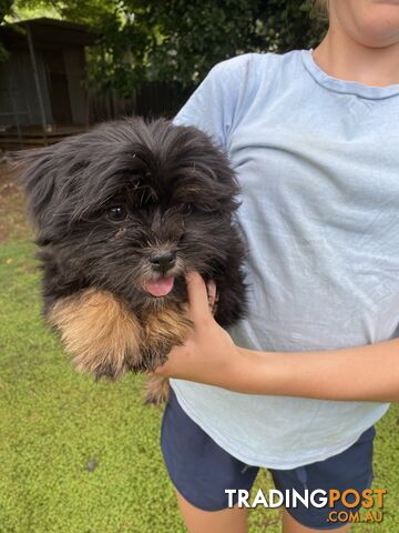 Maltese x Shih Tzu