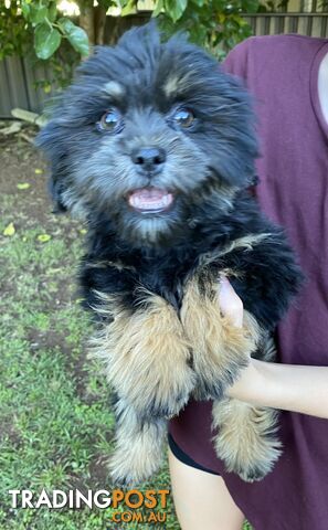 Maltese x Shih Tzu