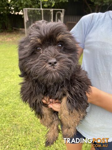 Maltese x Shih Tzu