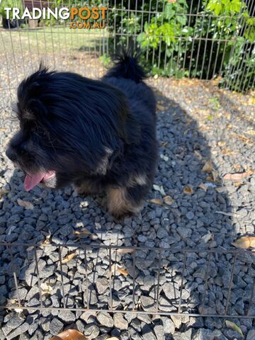 Maltese x Shih Tzu