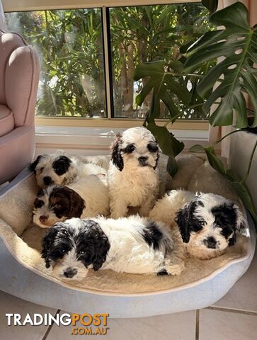 Cavoodle x Cocker Spaniel – Ready to go to their forever homes!