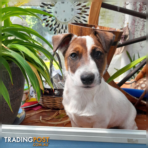 Fox terrier  /  Jack Russell