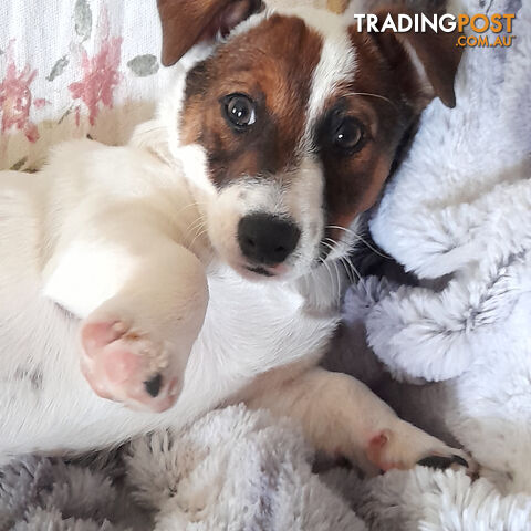 Fox terrier  /  Jack Russell