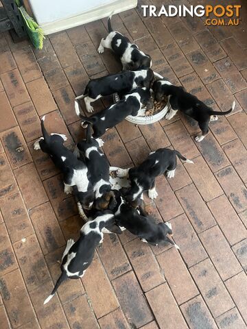 Purebred basset hound pups