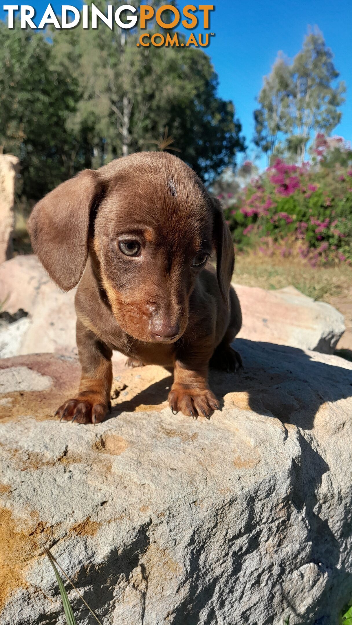 Beautiful miniature dachshund puppies