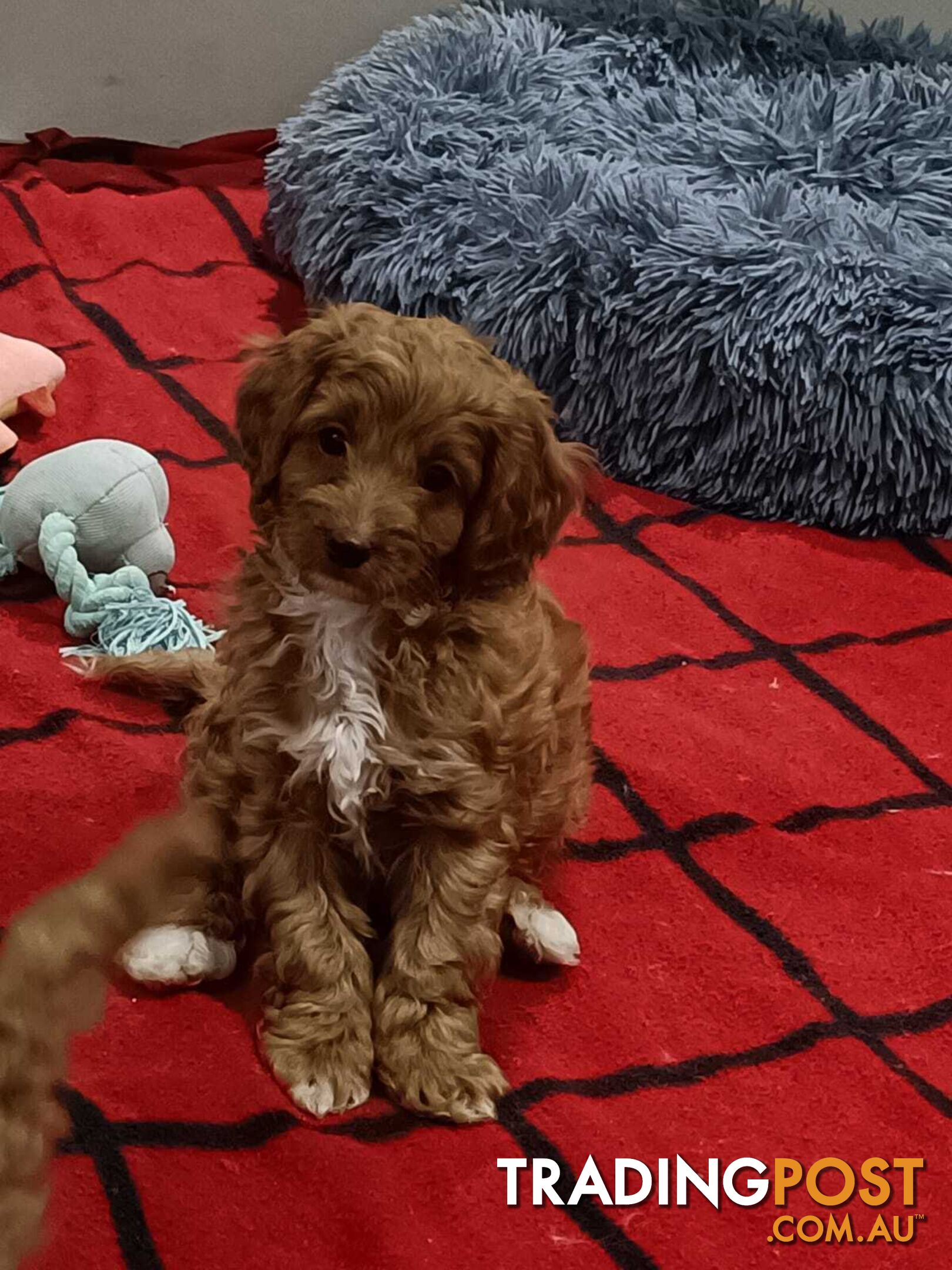 Cavoodle Puppies for sale.