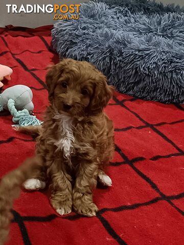 Cavoodle Puppies for sale.