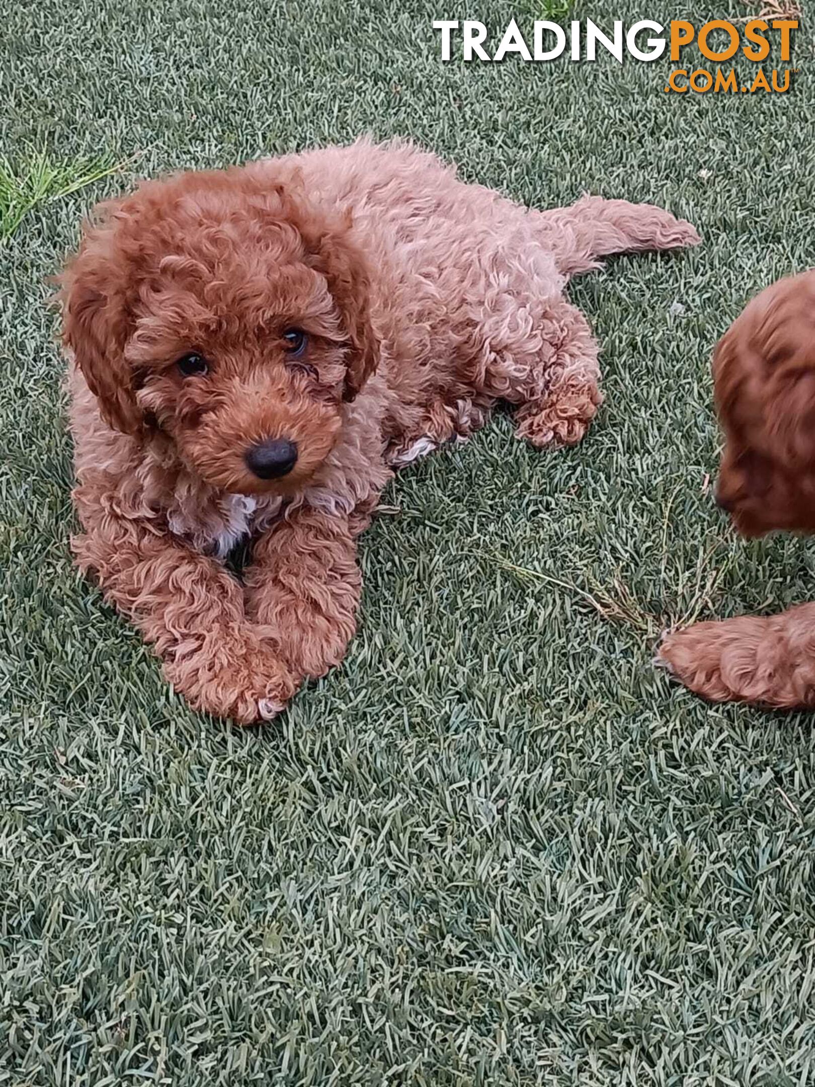 Cavoodle Puppies for sale.